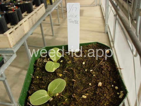 milkthistle, blessed